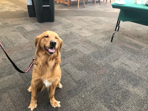 Captain, unofficial attendee and awesome dog.